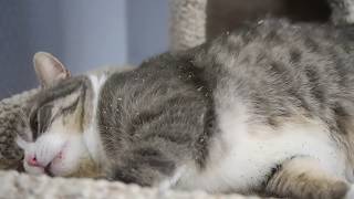 Cat enjoying catnip