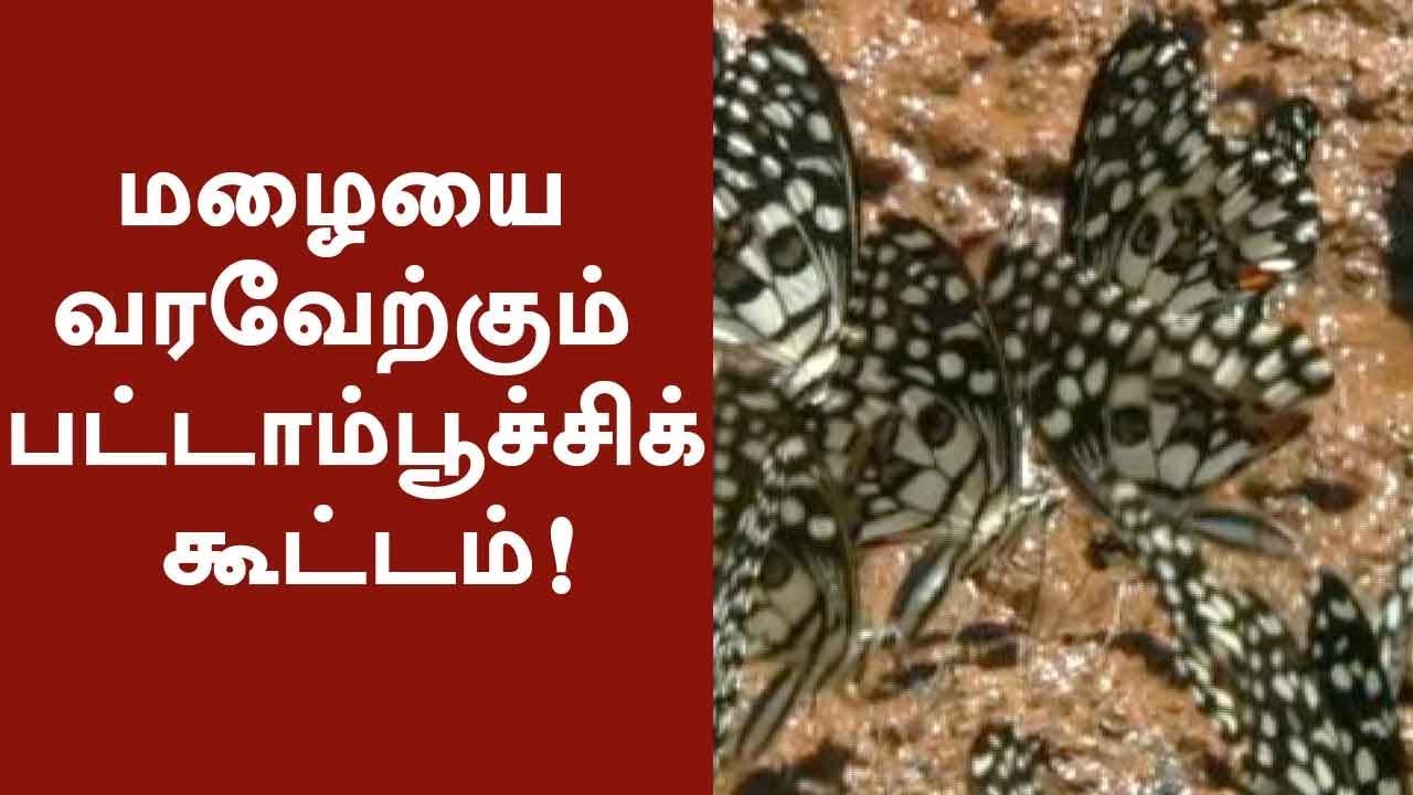 Groups of butterflies welcoming rainy nature in Western Ghats areas 
