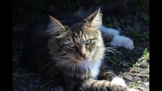 Кот и бабочки. Деревенские забавы городского кота. Кот и бабочки. Деревенские забавы городского кота.