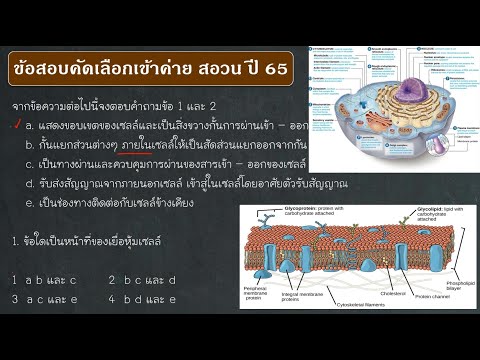 วีดีโอ: เหตุใดฟอสโฟลิปิดจึงก่อตัวเป็น bilayer ในแบบทดสอบเยื่อหุ้มเซลล์