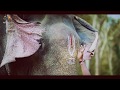 pampady rajan new status video | #ആനക്കമ്പം ഗജരാജ ഗന്ധർവൻ #പാമ്പാടി_രാജൻ