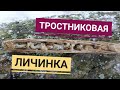 ТРОСТНИКОВАЯ ЛИЧИНКА ♦ УЛОВИСТАЯ НАСАДКА НА БЕЛУЮ РЫБУ!