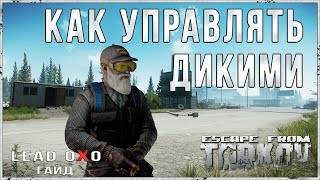 Тарков гайд - Управление Дикими. Игра за Дикого. Секреты Таркова.