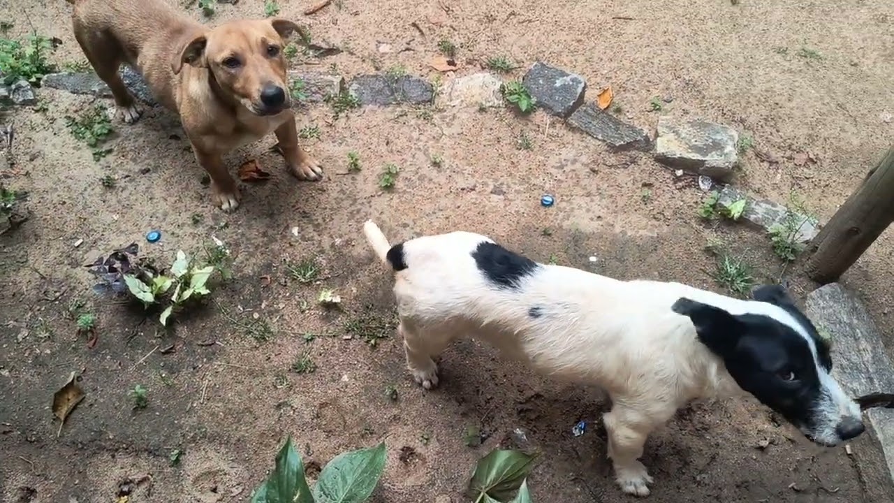 Meus dois cachorros pegando comida no Ar