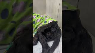 Horrid Human Abandons Elderly Dog At Tracks, Found Crying, Shivering Alone In The Cold [STORY BELOW]