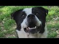 Meet Bongo, KVUE's Pet of the Week