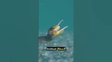 صياد يستخدم طائر بدل السنارة 