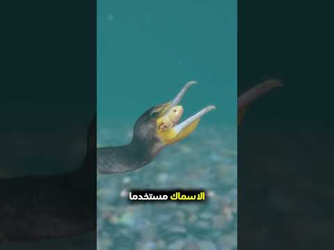 صياد يستخدم طائر بدل السنارة