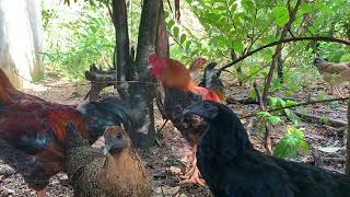 Breed Spotlight: Exploring Unique Chicken Varieties