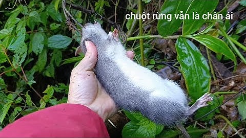 Bẫy chuột rừng ở khe suối toàn hàng khủng p1