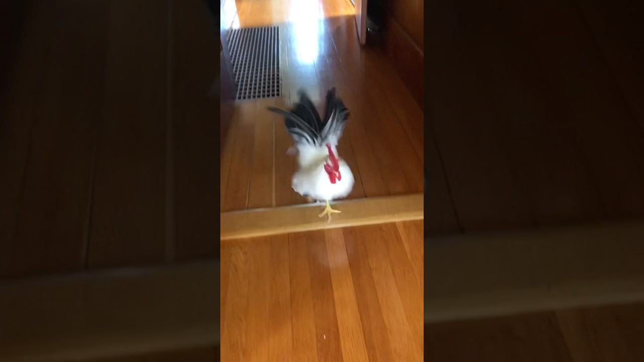 Racing to catch up with his bestie🏎️