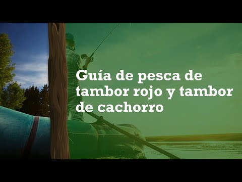 Video: Las mejores formas de atrapar el tambor del cachorro