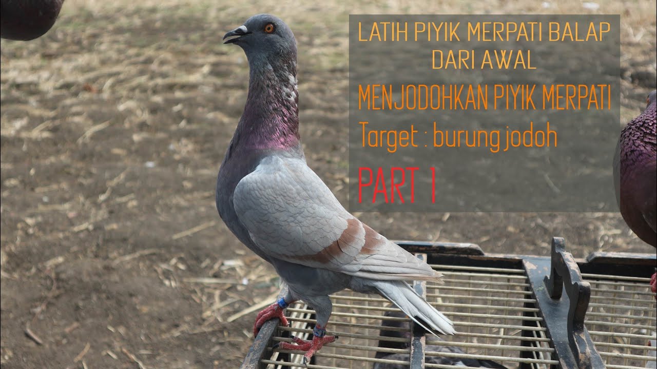 Melatih Merpati Balap Part 1 Menjodohkan Piyik Merpati Agar