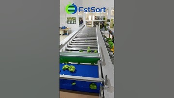 Bell pepper sorting grading machine,vegetable sorting line,capsicum sorter, clasificadora pimientos