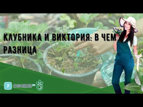 Клубника и виктория: в чем разница