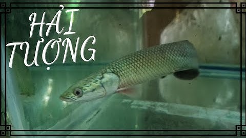 Review hồ cá săn mồi cộng đồng và Hải tượng long