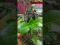 sadabahar plants growth.growing and subscribe#bonsai #sadabahar #houseplants #flowers #garden
