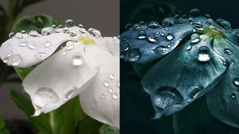 snapseed nature editing.  snapseed easy tutorial 🔰