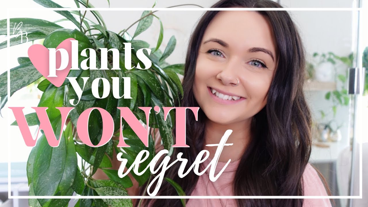 I've NEVER Looked Back Plants You'll Love Houseplant Collection