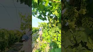 Grape Tree 🍇 Cutting | Full Pruning Guide #grape #pruning #farming #satisfying