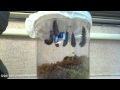 Time Lapse - The Life Cycle of the Painted Lady Butterfly