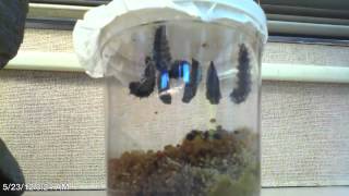 Time Lapse  The Life Cycle of the Painted Lady Butterfly