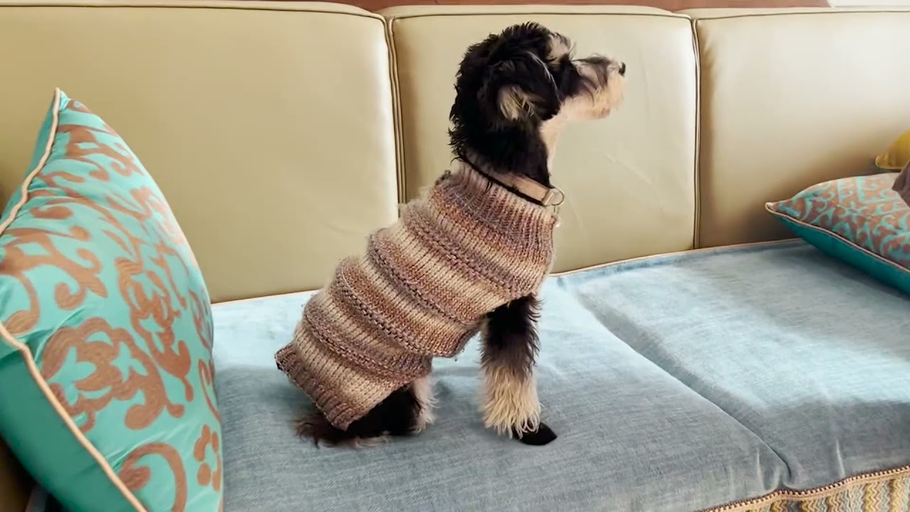 Lanboer pet indoor socks for dog