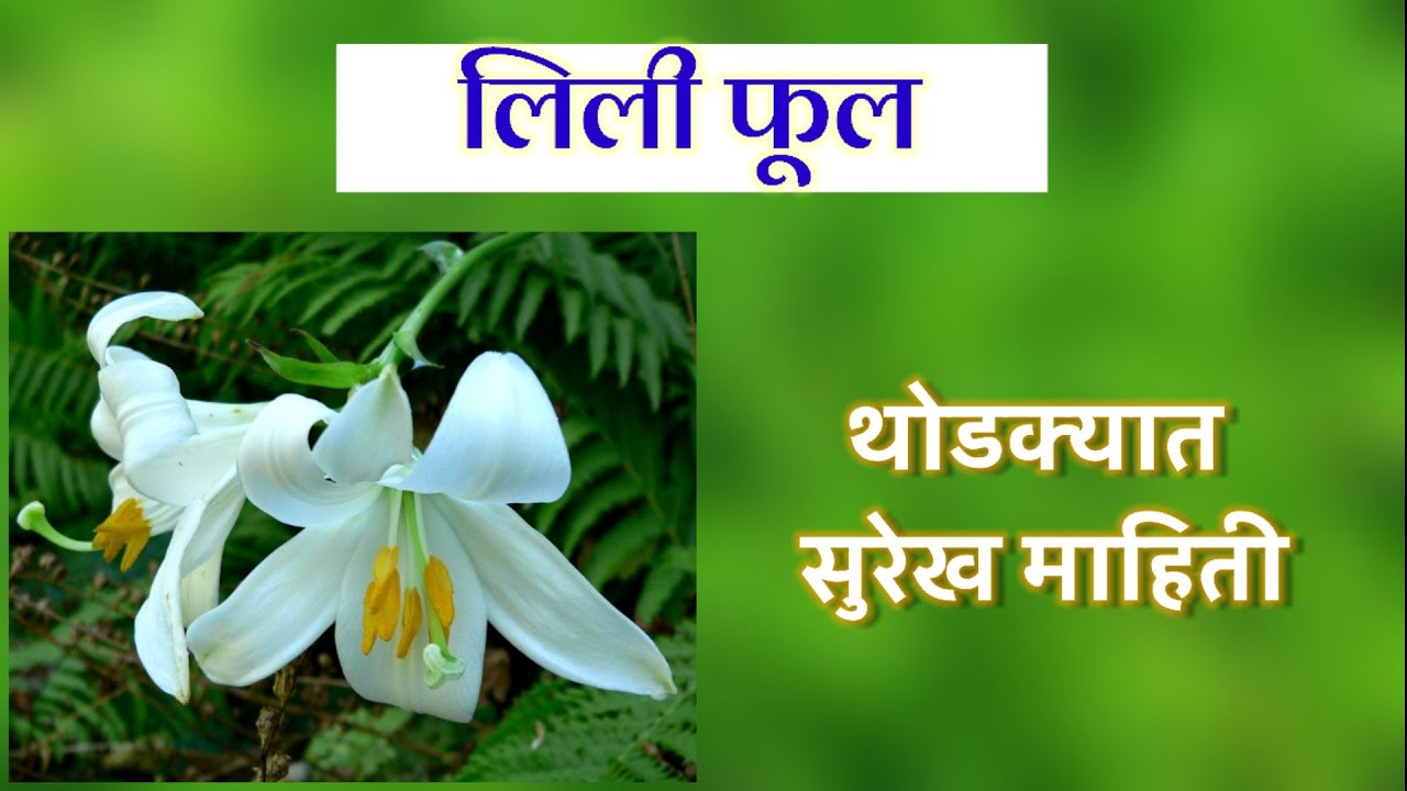 Lily Flower Wikipedia In Marathi Best Flower Site