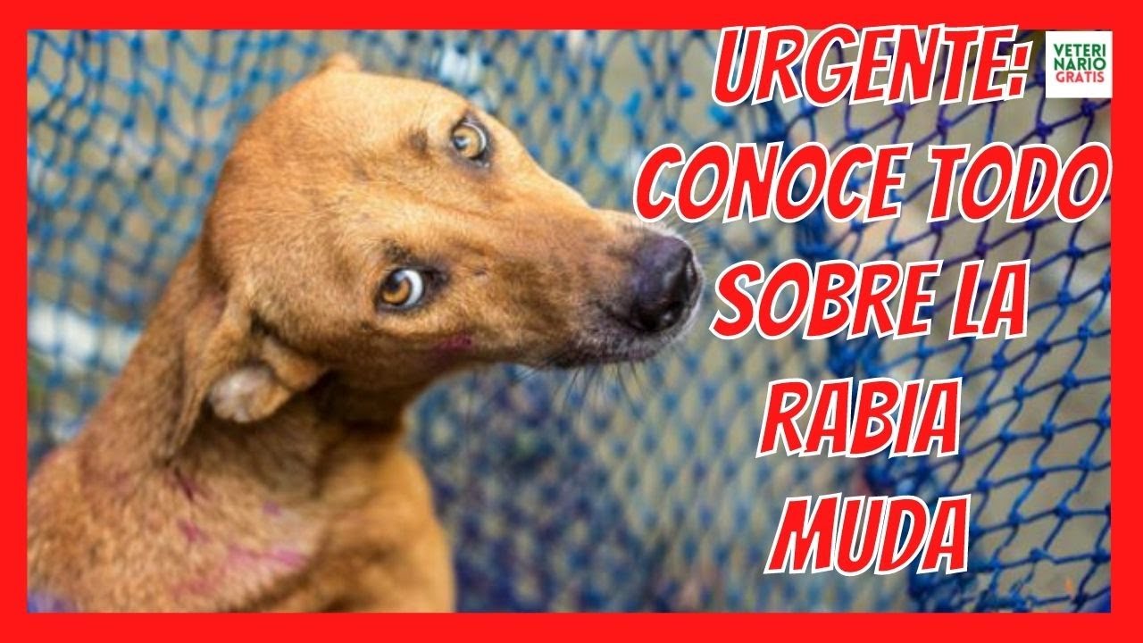 🆘 SÍNTOMAS DE RABIA MUDA EN PERROS Y CONTAGIO A HUMANOS 🆘