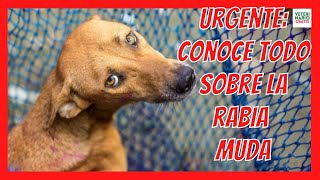 🆘 SYMPTOMS OF MUTE RABIES IN DOGS AND CONTAGION TO HUMANS 🆘