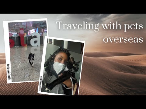 OVERSEAS TRAVEL EXPERIENCE WITH A CAT AND DOG HOW TO LEAVE THE USA WITH PETS QATAR AIRWAYS