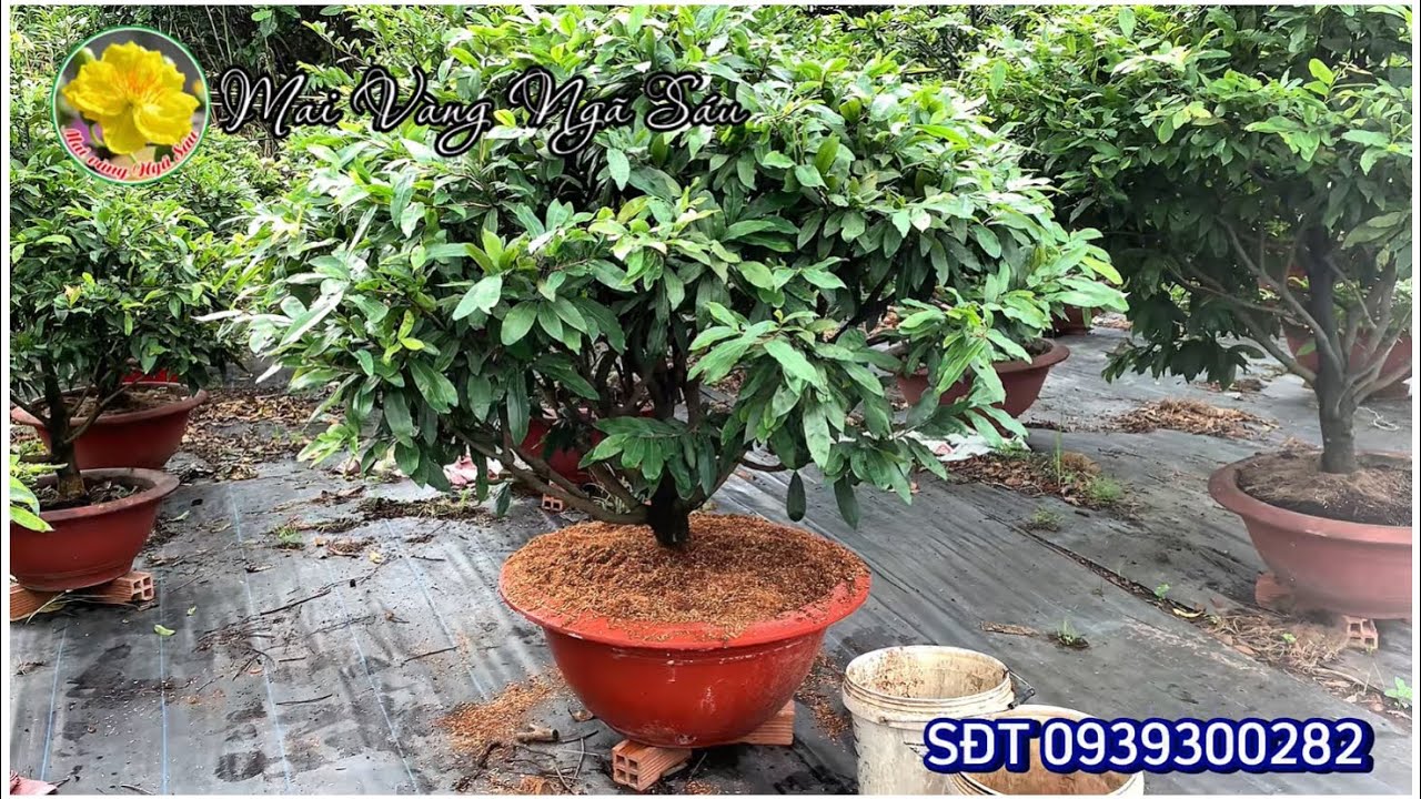 Cách thay chậu bổ sung chất trồng cho cây mai giữa năm không ảnh hưởng đến cây