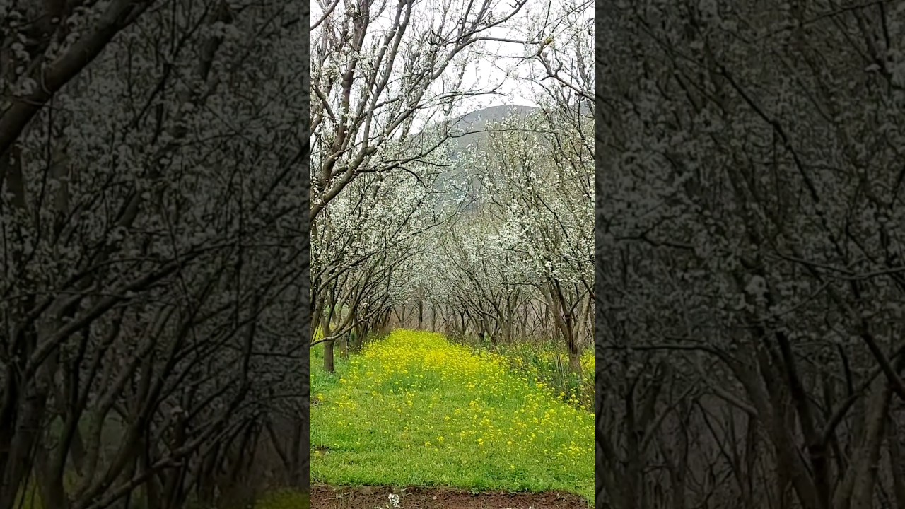 Beauty of Spring season in Swat Valley 🌸🌸🌸 