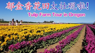 Tulip Farm Tour | 俄勒冈州春季旅游一定要来郁金香花田！太壮观啦！