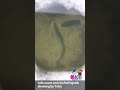 Crazy Rush, Ice Fishing with hookless spoon