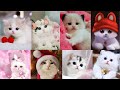 Cute cat Dp images || Dpz pics || whatsapp Dp images  ||✨ Beautiful cat pics 💫  ll unique dps 🐈🌼🦋♥️