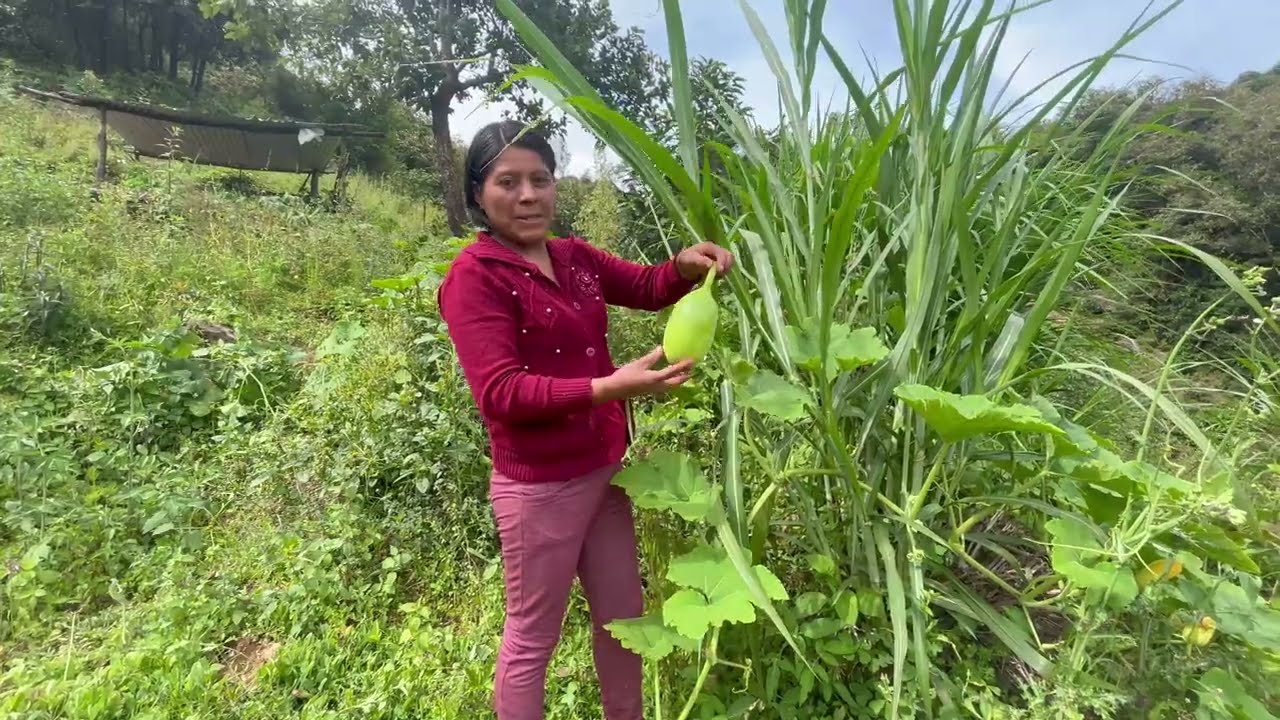 ✅️😃Cosechando la verdura fresca en el campo...es es un video pasado 😁😃