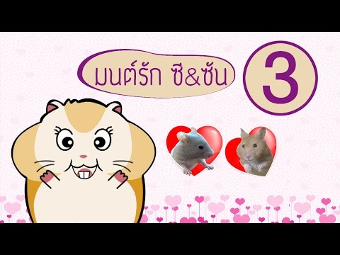 มนต์รักซี & ซัน 3 : แฮมสเตอร์ท้องแล้ว ..เอ๊ดูยังไง?