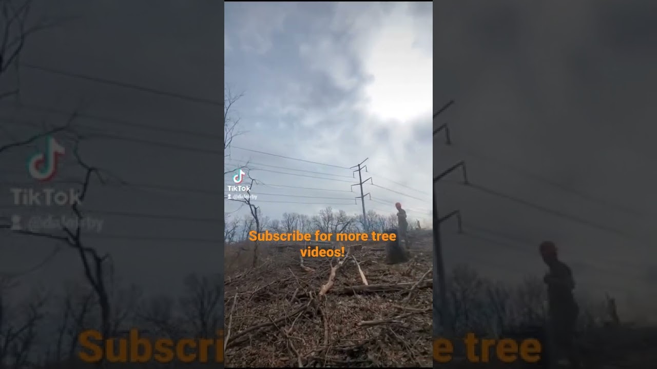 falling a maple with a Husqvarna 572 XP!