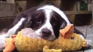 Tyger Jim 7th Birt ay - ESRA rescue