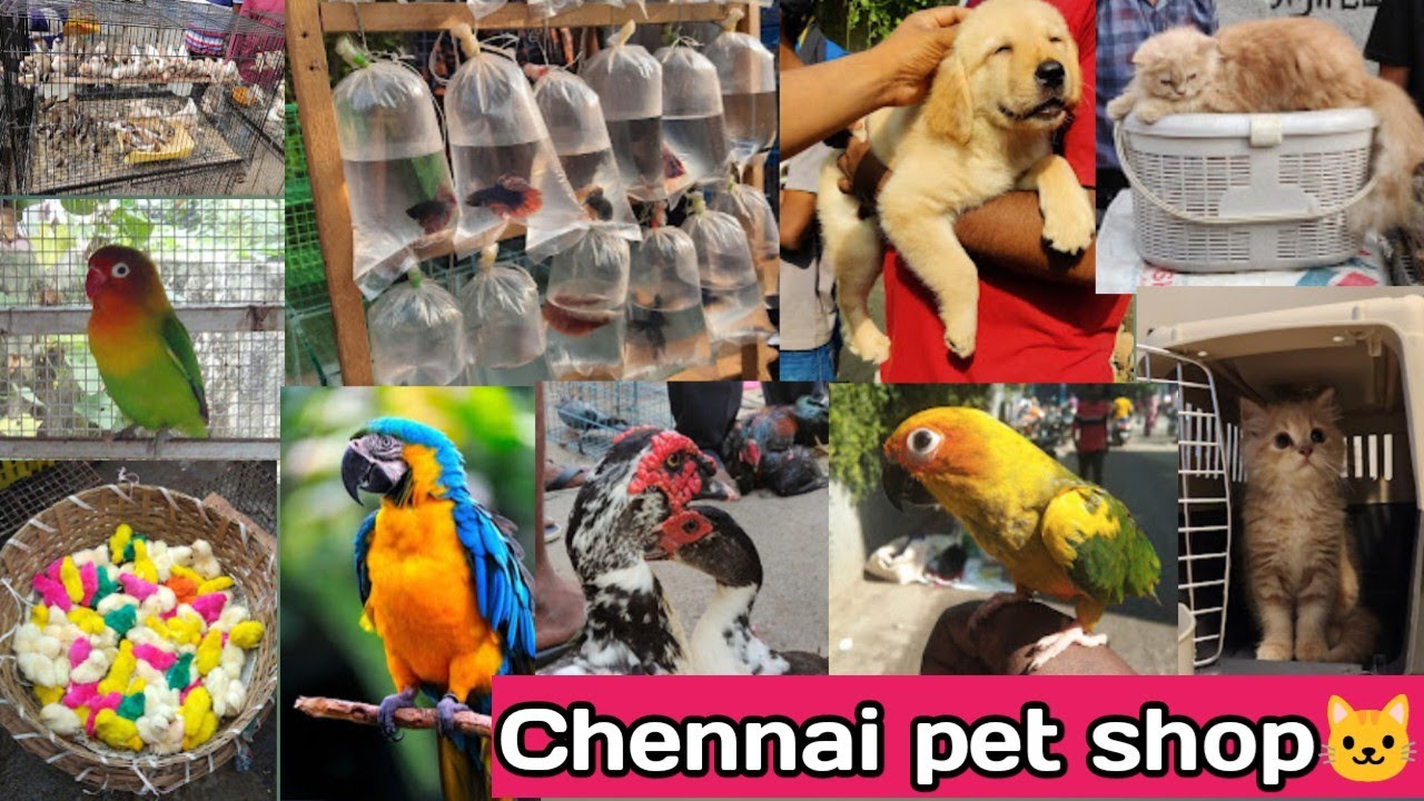 Cheapest pet market at Chennai/Chennai pet market/kozhi market Chennai/Chennai broadway pet