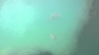 Trigger Fish - Prospect Ns Aug 2012