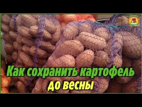 Как хранить КАРТОФЕЛЬ зимой. Хитрости, которые помогут НАДОЛГО сохранить урожай до весны