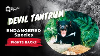 Tasmanian Devil RAGE Caught on Camera!   Endangered & ANGRY | Storyteller Digital