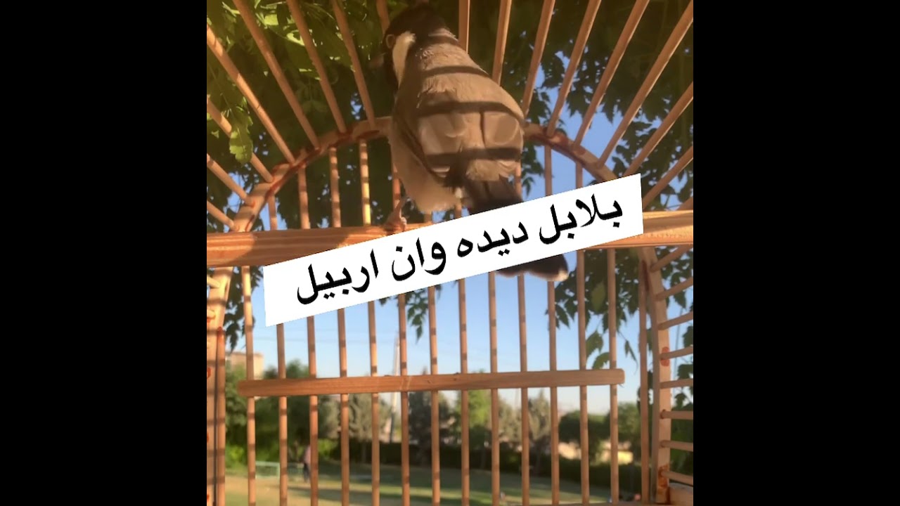 بلابل العراقي ابيض الخدين