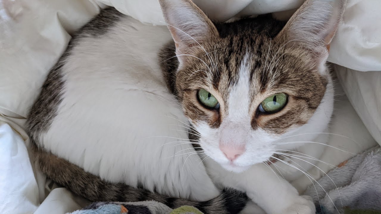 Cat Throws a Tantrum 2 YouTube