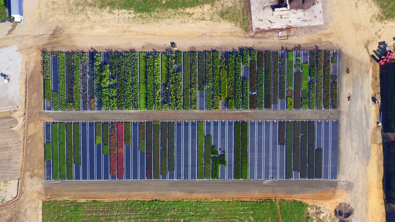 Greenstock Elimbah 1-8-16