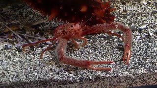 Arbutus RV Island Adventure Ep 46 Alberni Aquarium