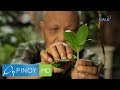 Gambar cover Pinoy MD: Insulin plant, epektibo bang lunas sa diabetes?