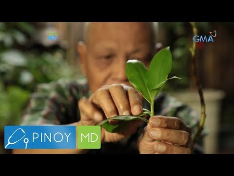 Video: Plantain Weed Treatment: Mga Tip Para sa Pagkontrol sa Plantain Lawn Weeds